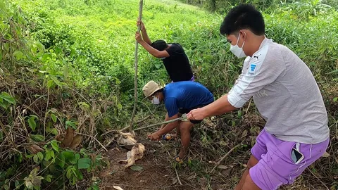 ชื่นชม 3 หนุ่มตรังช่วยหมาติดรั้วลวดหนามในสวนยางฯ เผยหากทิ้งไว้ตายแน่
