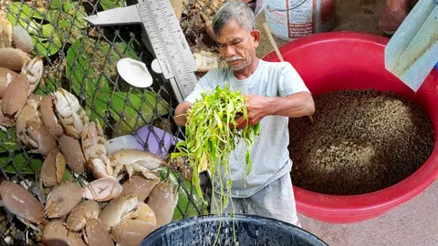 จักจั่นทะเล+ผักลิ้นห่าน..เหลือทิ้ง อาหารเลี้ยงปลาช่อนทะเล