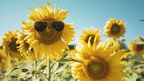 10 ไม้ประดับทนแดด ปลูกกลางแจ้ง ดูแลง่าย เหมาะกับอากาศเมืองไทย