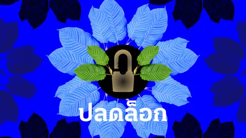ปลดล็อกพืชกระท่อม ยาขยันพื้นบ้าน ปลูกกิน-ซื้อ-ขาย เสรี ไม่ผิดกฎหมาย