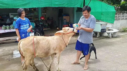 น่ารักจริงๆ "วงแหวน" น้องวัวสุดเชื่อง ชอบหนีจากคอกไปร้านชำขอกินขนมถุง (คลิป)