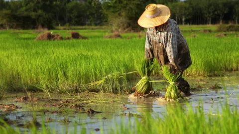 รู้จักโรค "เมลิออยด์" พบบ่อยในหน้าฝน ยังไม่มีวัคซีนป้องกัน สามารถป่วยซ้ำได้