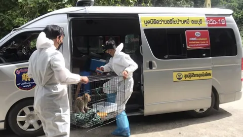 สงสารลิงลพบุรีโดนไฟฟ้าช็อตเจ็บสาหัส หมอต้องตัดมือขวา มีแววถูกตัดขาด้วย