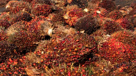 ชาวสวนยิ้ม! ราคาปาล์มทะลายพุ่ง