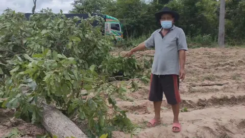 ลุงคนอุดรฯ ตัดต้นรังไปสร้างบ้าน ขณะวิ่งหนีโชคร้ายโดนต้นไม้ล้มทับตายคาที่