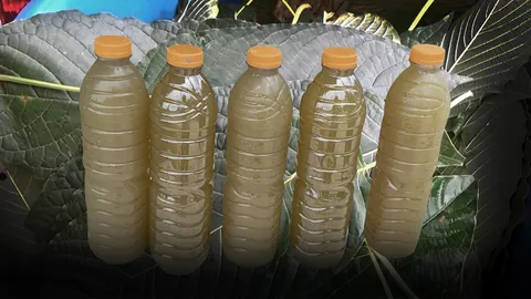 ใจเย็นๆ ใบกระท่อมต้มใส่ขวดขาย ยังไม่ได้ รออีกไม่นาน ปลดจากบัญชี พ.ร.บ.อาหาร