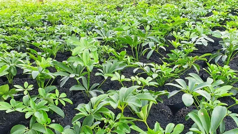 ต้นหนวดปลาหมึก ไม้ประดับดูดสารพิษ ที่ตลาดมีความต้องการสูง