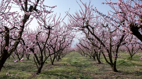 คำสาบานในสวนท้อ
