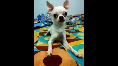 เซียนพระพิเรนทร์ นำเหรียญเกจิดังห้อยคอหมา ลูกศิษย์รุมถล่ม โร่ขอขมา