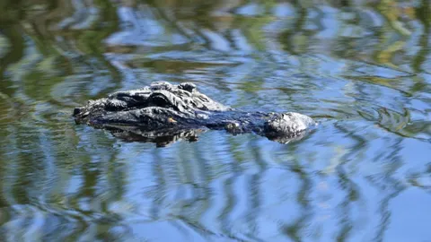 สุดสยอง สหรัฐฯผ่าท้องจระเข้ยักษ์ พบชิ้นส่วนมนุษย์ คาดเป็นชายชราที่หาย