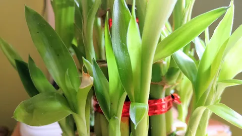 เสริมดวงให้ดี หมอไก่ แนะนำ 5 ต้นไม้มงคล ปลูกแล้วเฮง ปลูกแล้วรวย 