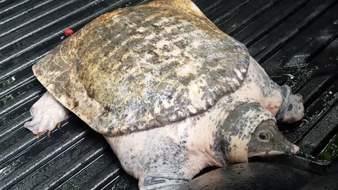 หนุ่มใจบุญ ไถ่ชีวิต "ตะพาบยักษ์" ถวายวัดดัง นักเสี่ยงโชคไม่พลาดเลขเด็ด