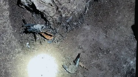 สลดใจ ซากนกวัยอ่อน ตายเกลื่อนถ้ำสัมปทาน จี้ผู้ว่าฯพัทลุง ขอโทษ