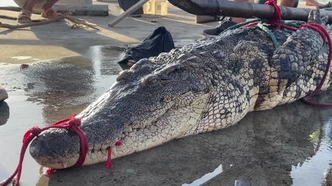 จับได้อีก 1 จระเข้แม่น้ำบางปะกง ชาวบ้านเชื่อยังมีอีกหลายตัว หลายขนาด (คลิป)