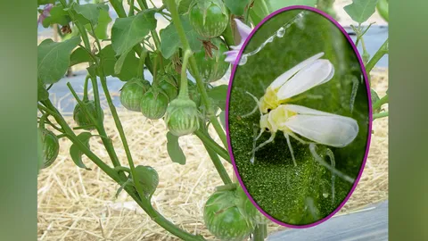 มะเขือเปราะระวังแมลงหวี่ขาว