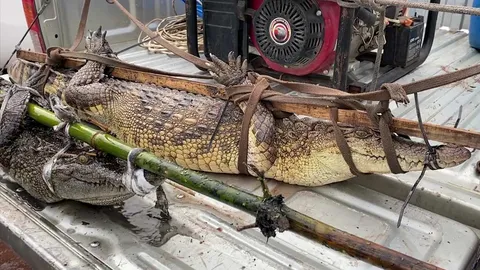 กู้ภัยฉะเชิงเทรา จับจระเข้ได้ 2 ตัวในคูน้ำข้างทางจุดเดิมที่พบก่อนหน้า (คลิป)