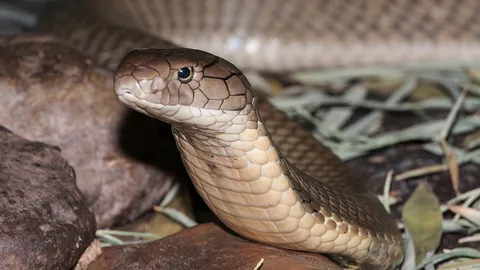 งูส่วนหนึ่งอยู่รอดหลังหายนะ เมื่อ 66 ล้านปีก่อน