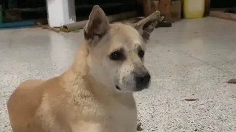 เอ็นดู "เจ้าตูบ" มารยาทดี ขอหอนตามสัญชาตญาณแบบเบาๆ กลัวทำคนตื่น (คลิป)