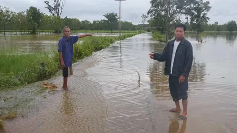 พายุเตี้ยนหมู่ พาชาวนาสุรินทร์ได้เฮ น้ำไหลเข้านาข้าวที่กำลังยืนต้นตาย 