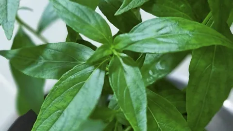 ระวัง..ฟ้าทะลายโจรฟีเวอร์