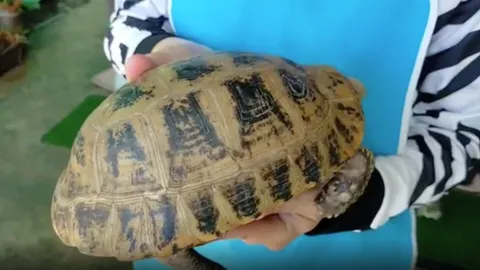 พบเต่าสีทอง ลวดลายคล้ายพระสมเด็จ เจ้าของเชื่อให้โชค ค้าขายดี (คลิป)