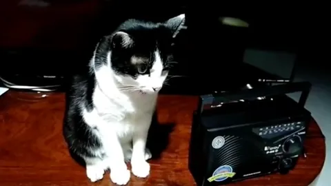 เอ็นดู "เจ้าแมวเหมียว" ชอบฟังธรรมะเป็นประจำ ตั้งใจฟังพระเทศน์ทุกวัน (คลิป)