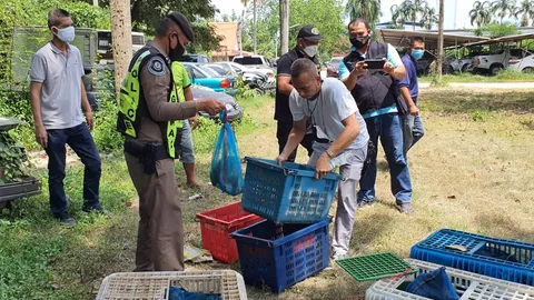 สกัดจับแก๊งค้าลิงแสมข้ามชาติ ส่งทำเมนูเปิบพิสดาร ยึดของกลาง 45 ตัว (คลิป)