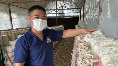เพาะเห็ดขายสร้างรายได้งาม