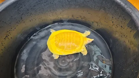 ฮือฮา "ตะพาบสีทอง" เจอในคลอง เชื่อมาให้โชคในวันกินเจ แห่ขอเลขเด็ด (คลิป)