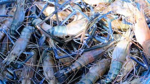 กุ้งก้ามกราม..ต้องมีตรา