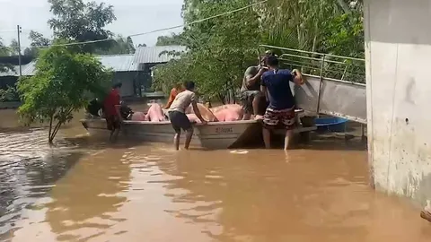 แก่งน้ำต้อนน้ำทะลักท่วมฟาร์มหมูขอนแก่น จนท.ช่วยย้ายกว่าพันตัวสุดทุลักทุเล