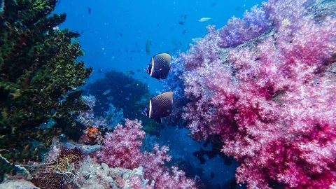 เที่ยวกระบี่ ดำน้ำดูปะการัง สวรรค์ใต้ทะเล หมู่เกาะโลคอล (คลิป)