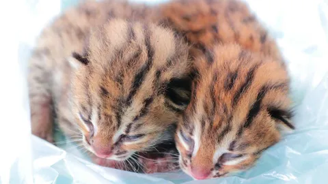 ชาวบ้านพบลูกเสือปลา 2 ตัวโดนแม่ทิ้งในสวนยาง แจ้ง จนท.อุทยานฯ รับไปดูแล (คลิป)