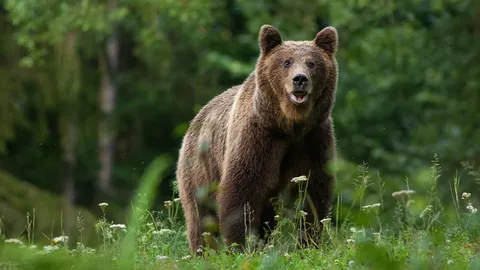ผู้ชนะที่สมบูรณ์สุดๆ