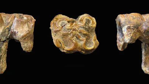 ฟอสซิลฟันของฮิปโปอายุมากกว่า 1 ล้านปี พบในอังกฤษ