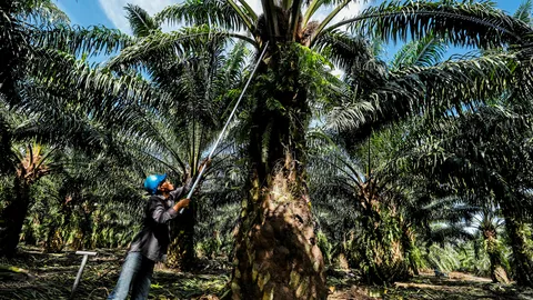 มายากลปรับลดสูตรไบโอดีเซล ใครได้..เกษตรกรเสียแน่ๆ (2)