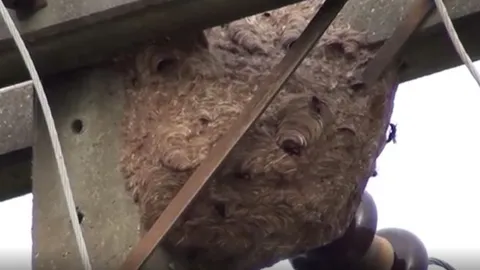 ผวาทั้งหมู่ "ต่อหัวเสือดุ" ทำรังบนเสาไฟ ไล่ต่อยชาวบ้าน-หมายังไม่เว้น