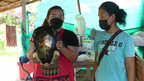 "ลุ้นรวย" เต่าเดินเข้าบ้านสาว แป้งถูเลขโผล่ ตรงทะเบียนรถ เชื่อมาให้โชค (คลิป)