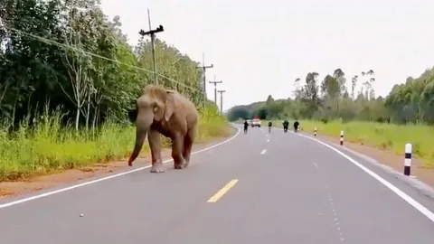 เจอแล้ว "ไอ้แก้ว" ช้างเขาอ่างฤาไน แหกศูนย์กักกันฯ เผยวิธีสุดแสบหลบหนี