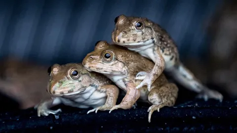 อิทธิพลอู๊ดอุ้มอ๊บ