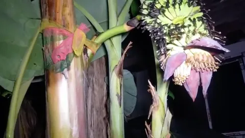 นาทีสุดท้าย เลขเด็ดตานี ออกเครือกลางต้น งวดก่อนชาวบ้านถูกเพียบ (คลิป)