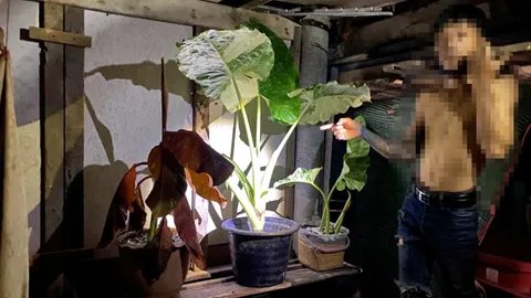 ตร.ภูเก็ตรวบโจรขโมยไม้ด่างมูลค่ารวมราว 1.5 ล้านคาบ้าน อ้างหวังนำไปขาย