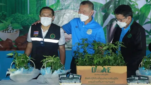 "เฉลิมชัย" มอบฟ้าทะลายโจรหนุนเกษตรกรขยายพันธุ์ต่อสู้โควิด 2 ล้านต้น