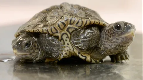 ตะลึง ลูกเต่า 2 หัว มี 6 ขา ที่สหรัฐฯ