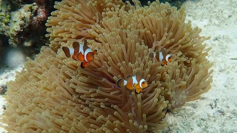 เที่ยวกระบี่ ดำน้ำ ดูปะการังเกาะลันตา สวรรค์ใต้ท้องทะเล (คลิป)