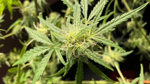 ตำรวจสเปนผงะ เจอ “ไร่กัญชาใหญ่ที่สุดในยุโรป”