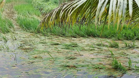 The flood ruins the crops.
