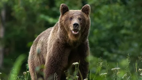 หมีจอมแสบ