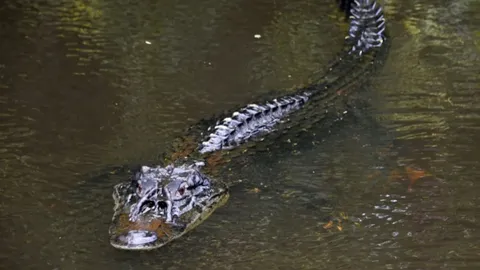 ช็อก จระเข้ยักษ์ในบราซิลกินหนุ่มประมง ชะตาขาดโดนโจรปล้นจับโยนจากเรือ 