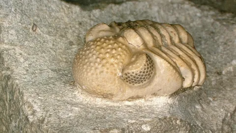 ทีมวิจัยนานาชาติค้นพบดวงตามหัศจรรย์ของไทรโลไบต์ยุคโบราณ